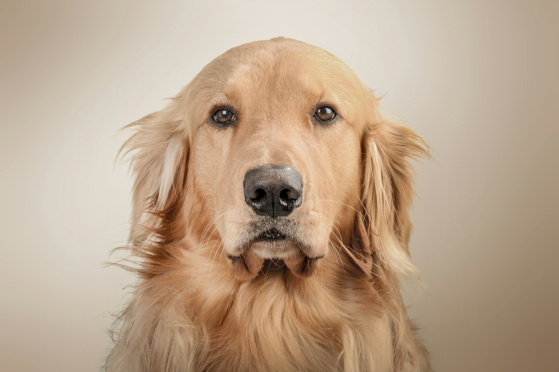 Milo, an example pet