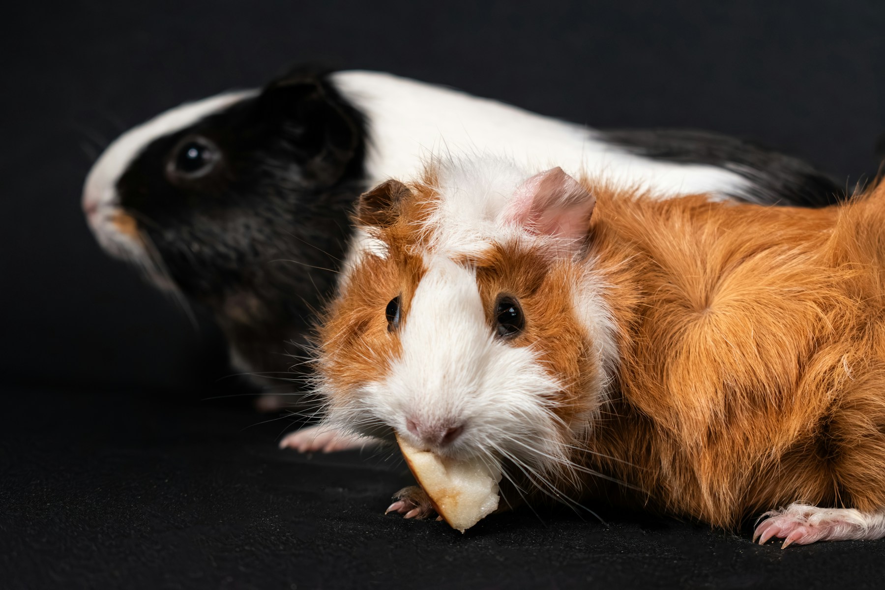 Two guinea pigs sitting together