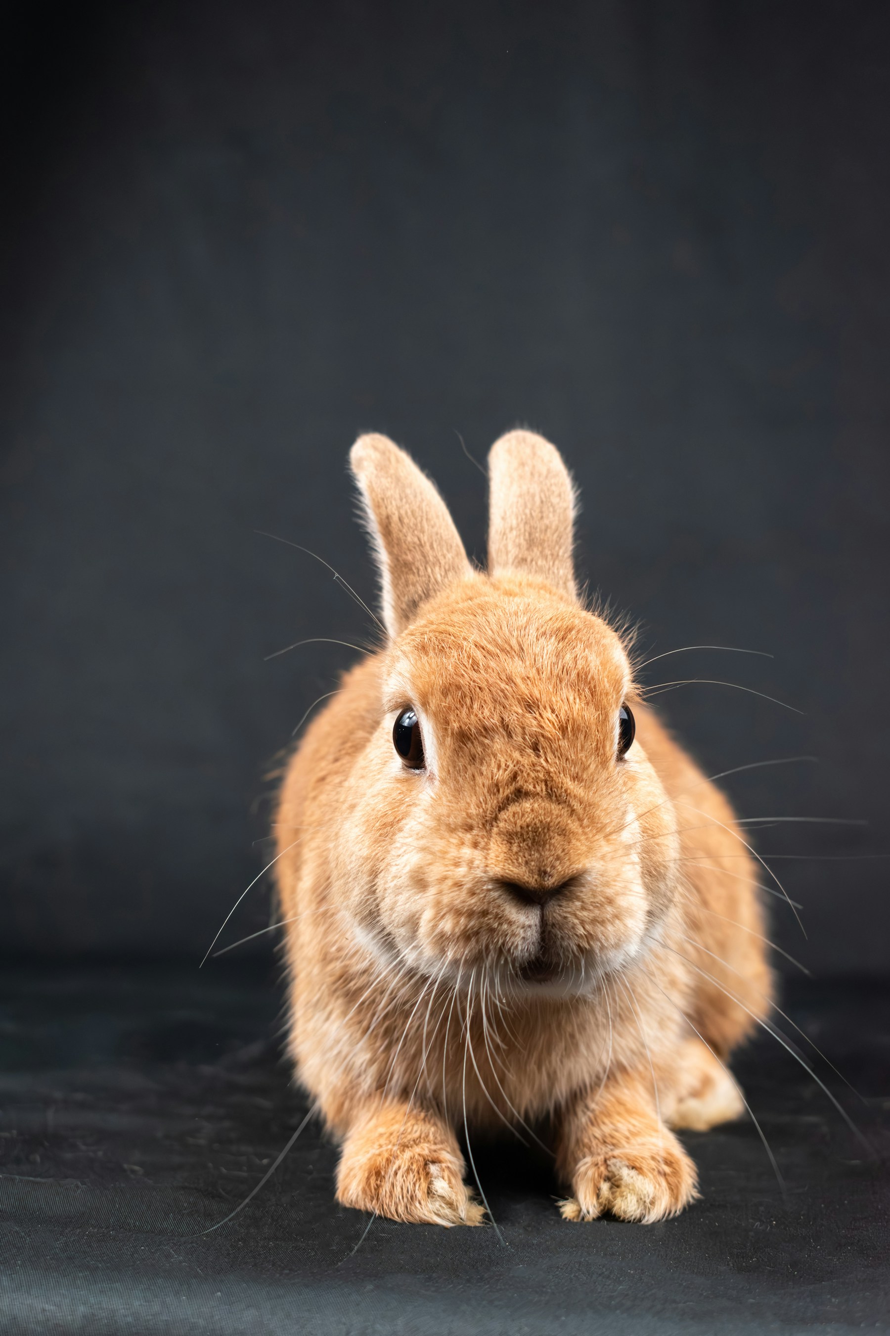 Brown rabbit sitting on a dark surface