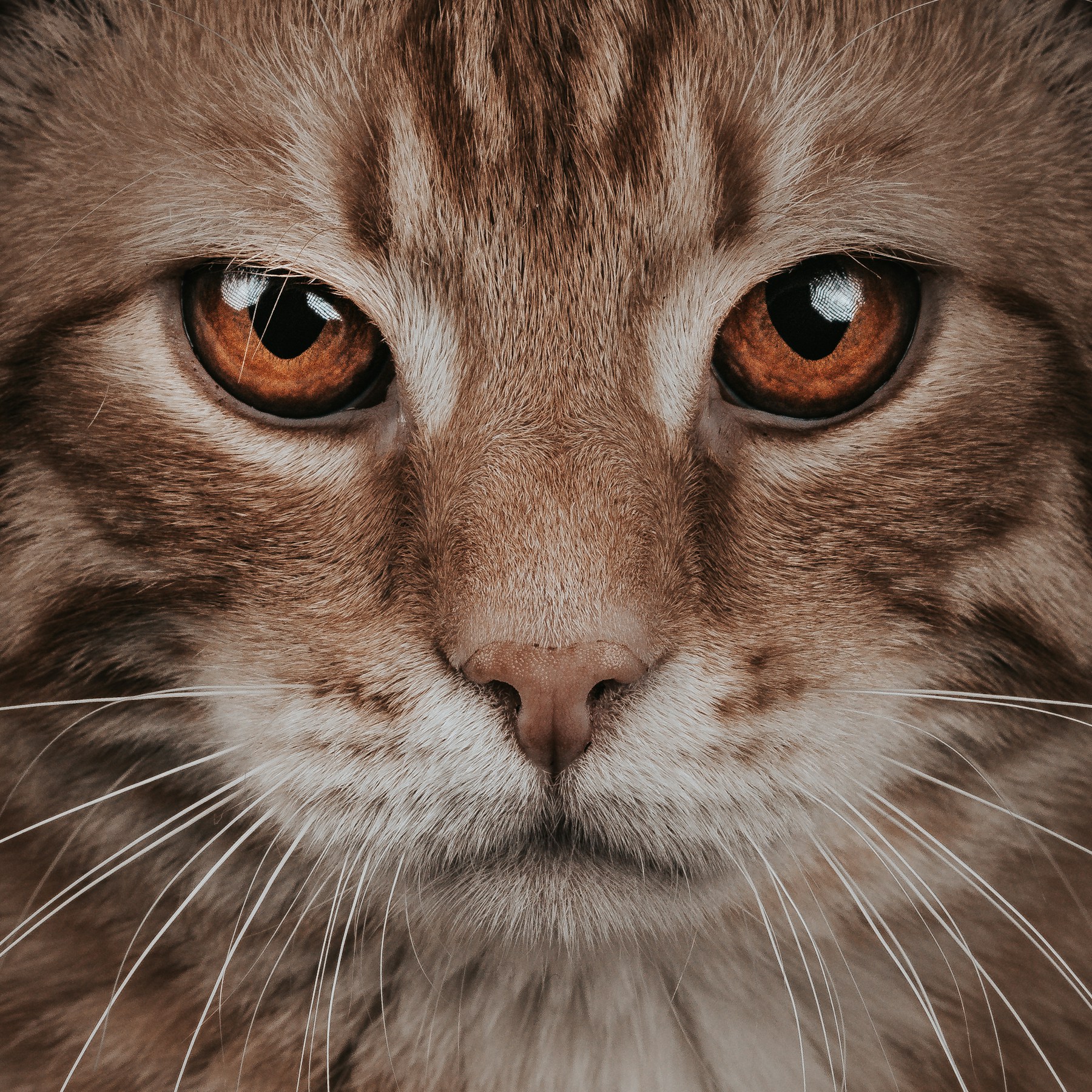 Tabby cat resting and looking toward the camera